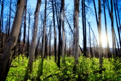 Valles Caldera trees