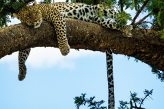We drove around to get a different view, and I zoomed in a bit more to get this image of him enjoying his post-meal nap. But then...
