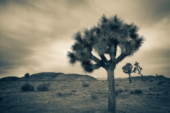 There are a few dirt roads in the park you can take dogs to, and I found this lone joshua tree on one of those walks with Sam. I made it with my iPhone, and as usual, wished I'd had the foresight to bring the Sony or Pentax. But, alas.