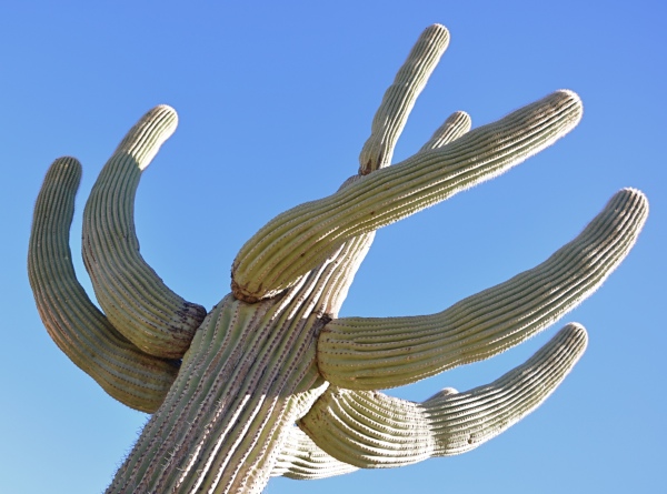 Saguaro.jpg