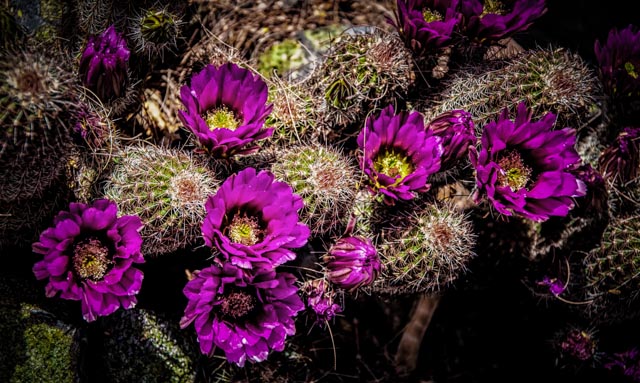 cactus-flowers-pink-desert-museum-0314.jpg