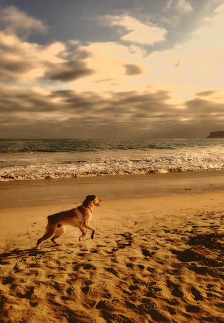 Sam-running-at-dog-beach.jpg