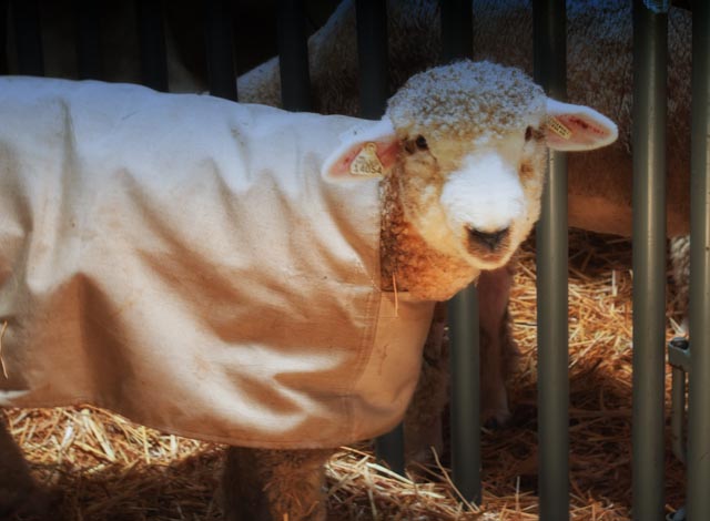 adorable-sheep.jpg
