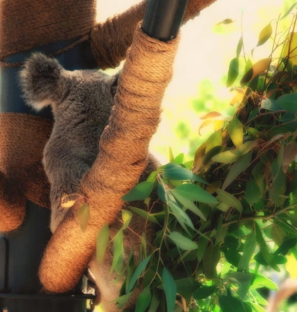 koala-back.jpg
