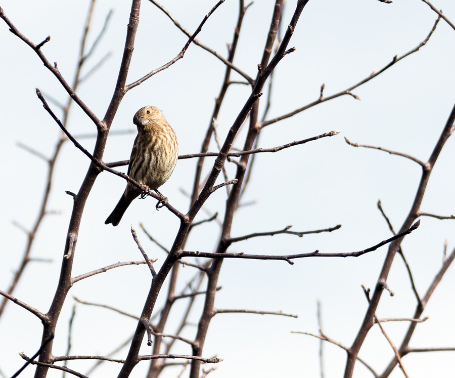 Bird in a crabapple tree