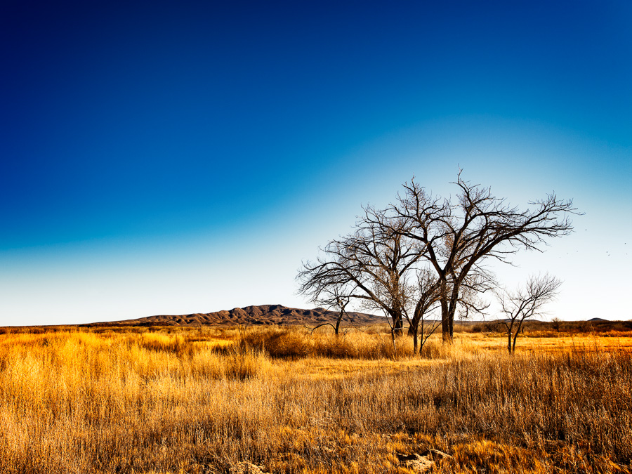 This landscape reminded me of the African savannah. 