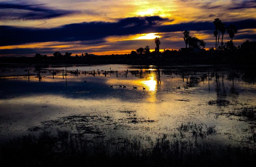 duck crossing at sunrise, san diego, california