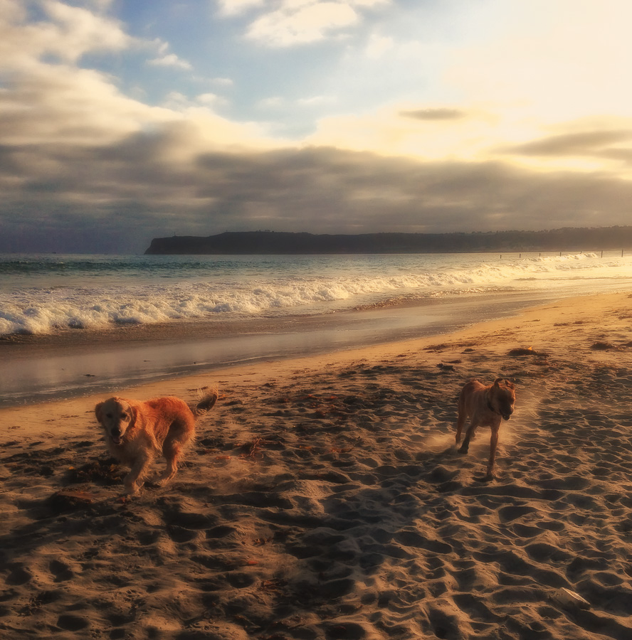 Dog beach happiness