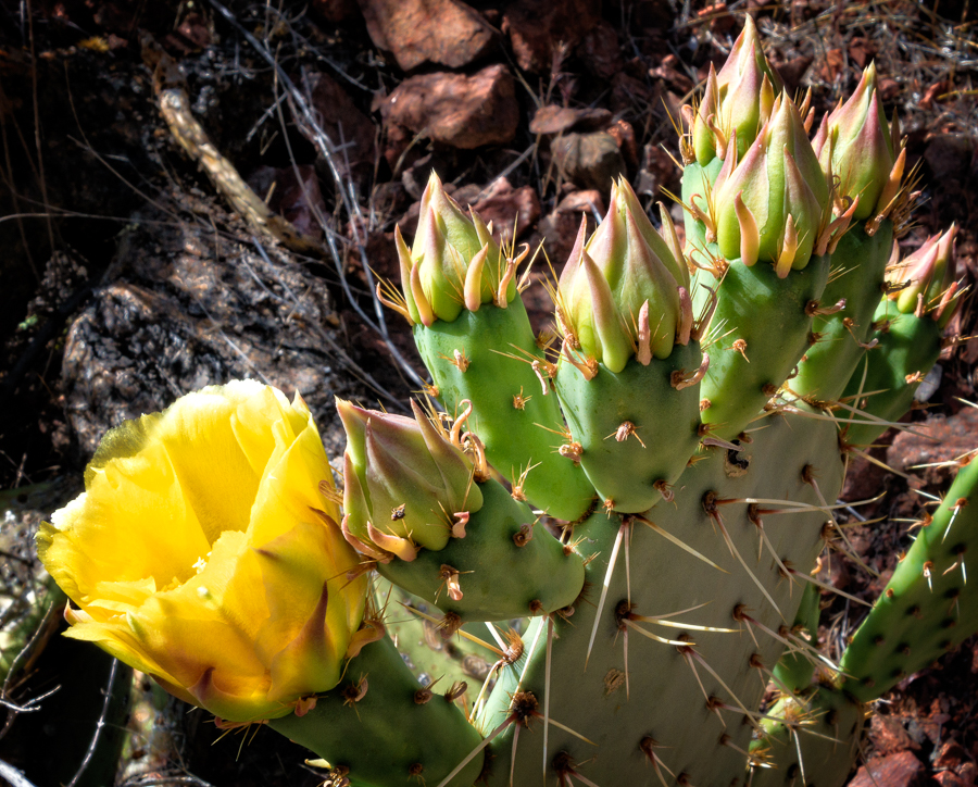 Grand-Canyon-blooming-cactus.jpg