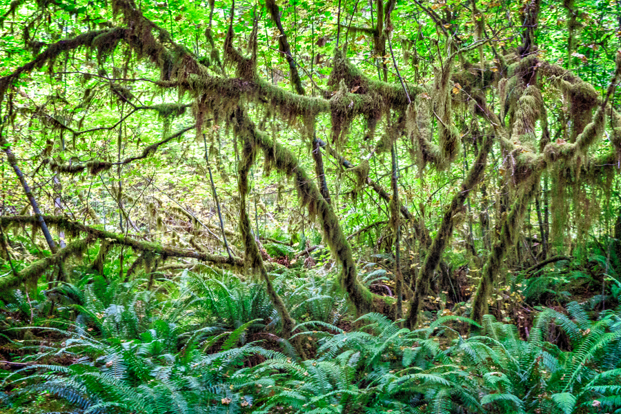 Hoh_Rainforest_mossy_trees.jpg