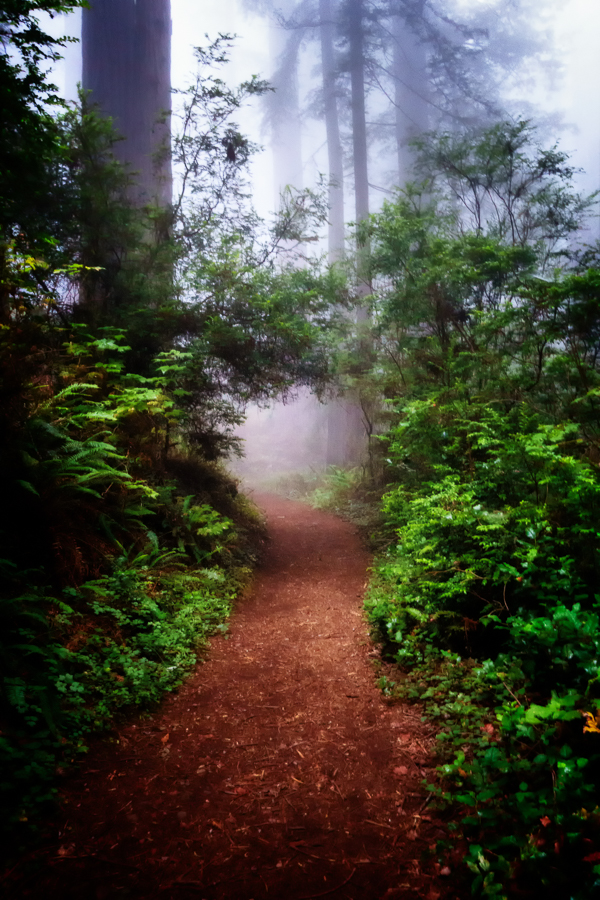 Damnation Creek Trail, Redwood National Park, California