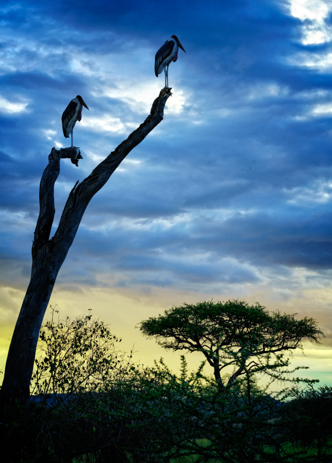 Kati Kati cranes sunset Tanzania