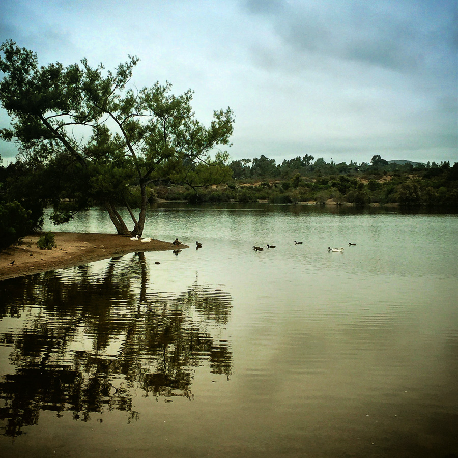Lake Murray ducks