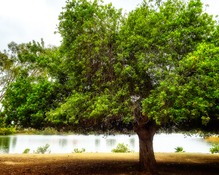 Lake Murray tree