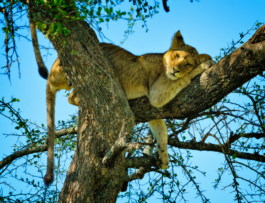 Lion cub napping in tree Tanzania