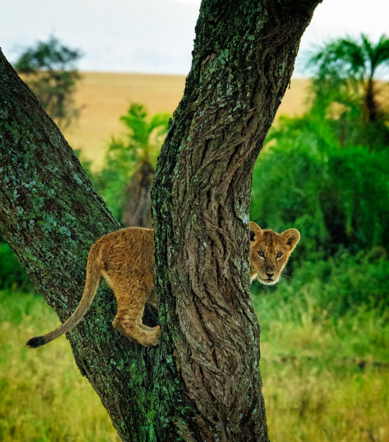 Lion cub in tree Tanzania