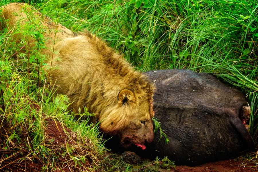 Lion eating buffalo Ngorongoro Crater