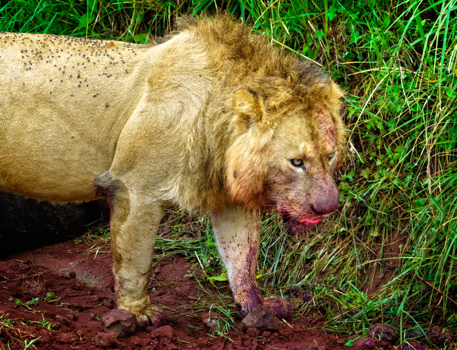 Lion eating buffalo Ngorongoro Crater
