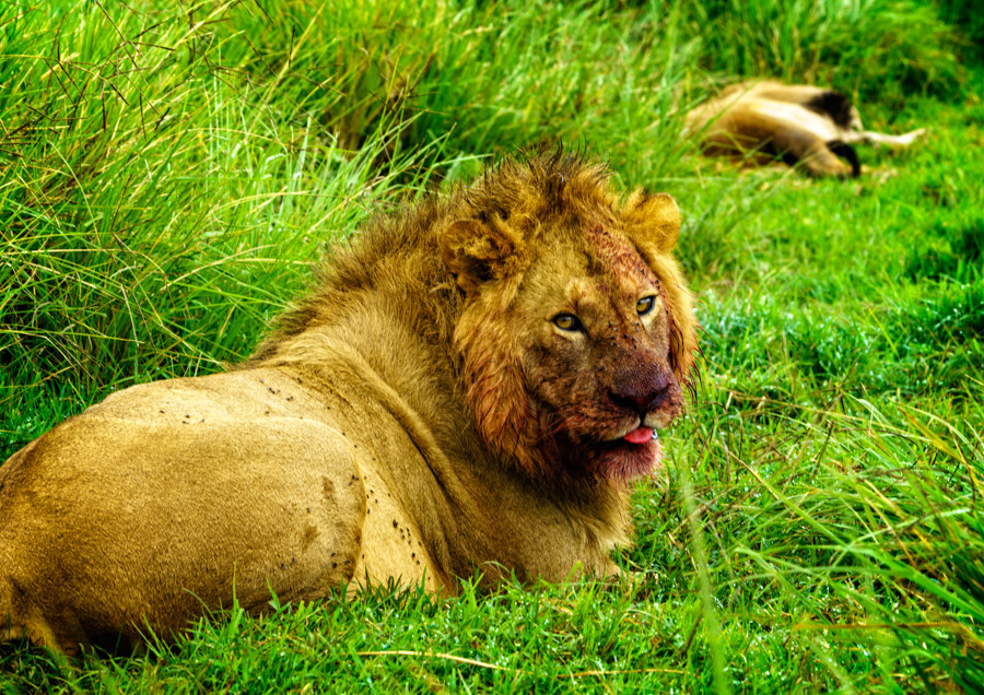 Lion-eating-buffalo-6.jpg