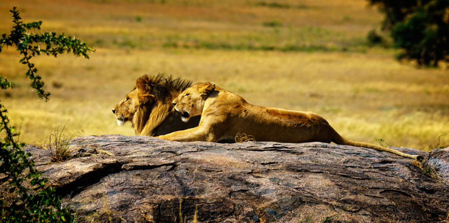 Lion mates in Tanzania