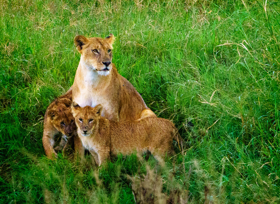 Lion mother and cubs tanzania
