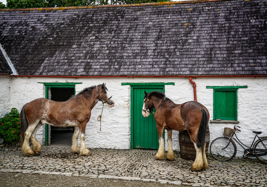 Muckross farm horses Killarney