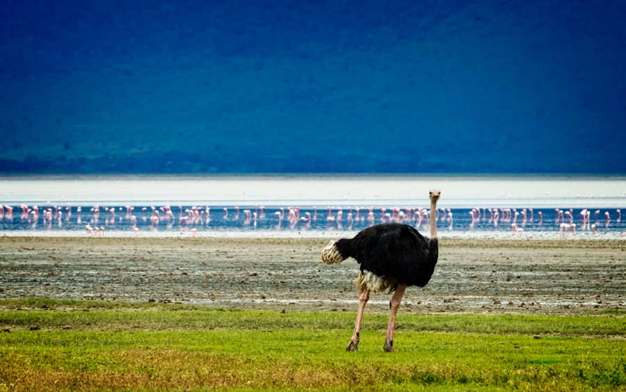 Ostrich and flamingos Ngorongoro Crater