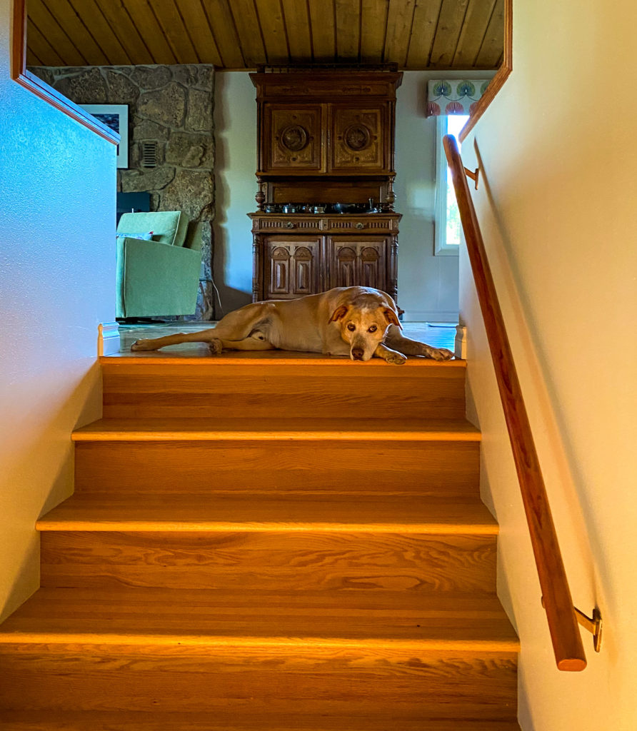 dog stairs