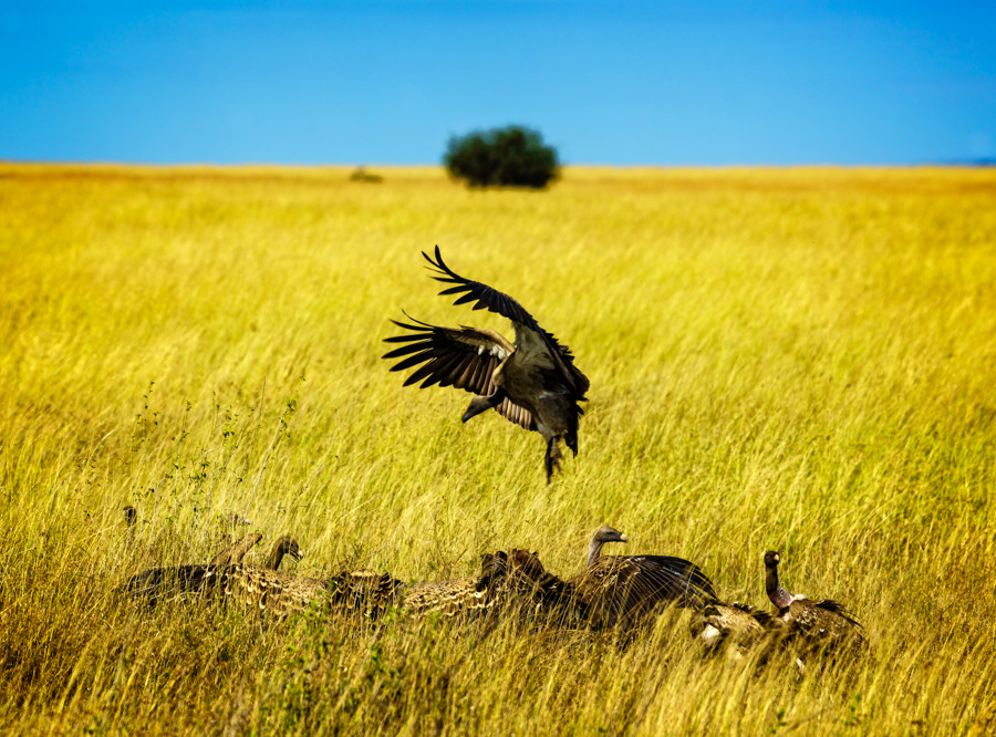 Vulture swooping Serengeti