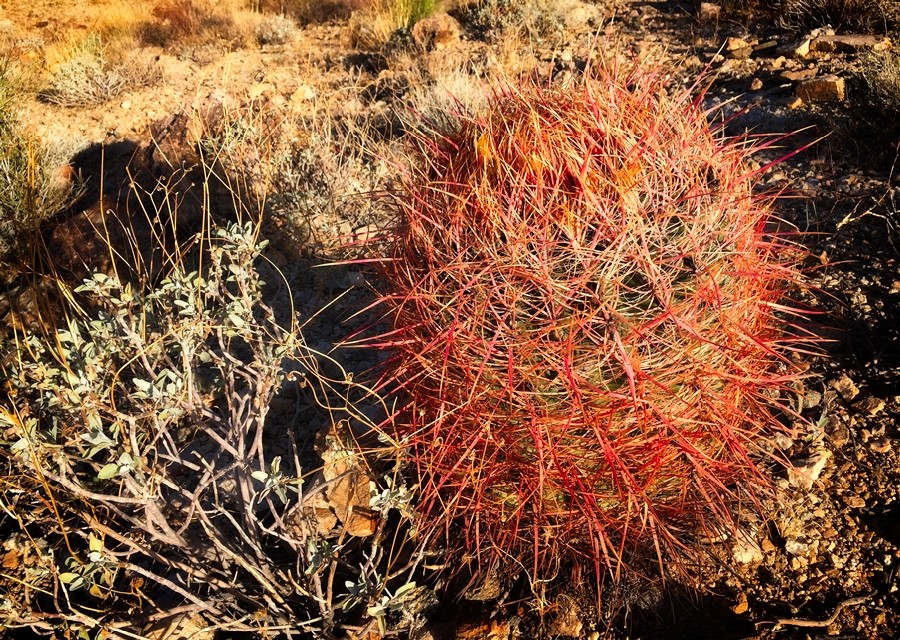 Barrel cactus, Joshua Tree National Park