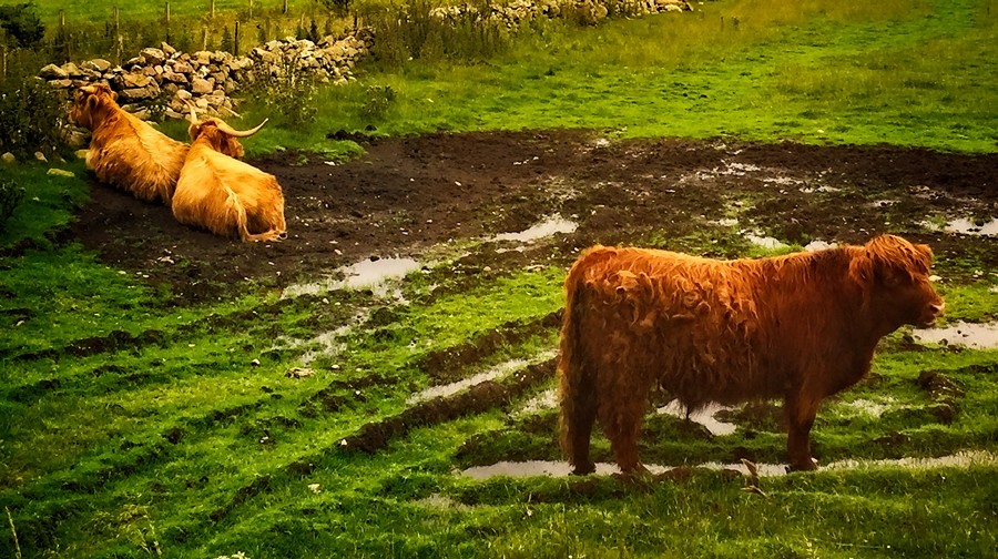 Curly Cows, Scotland