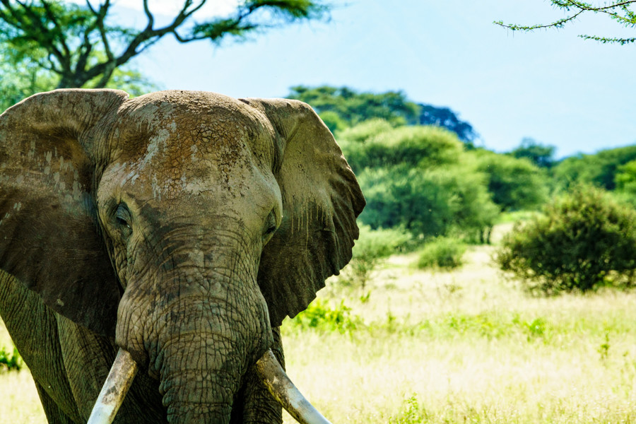 tarangire elephant tanzania africa