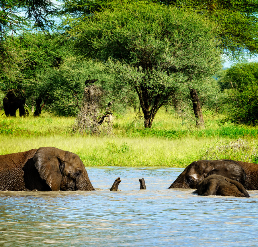 tarangire elephant tanzania africa