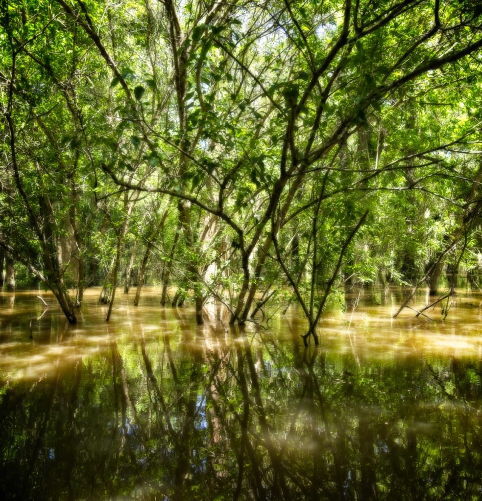 louisiana swamp trees water green