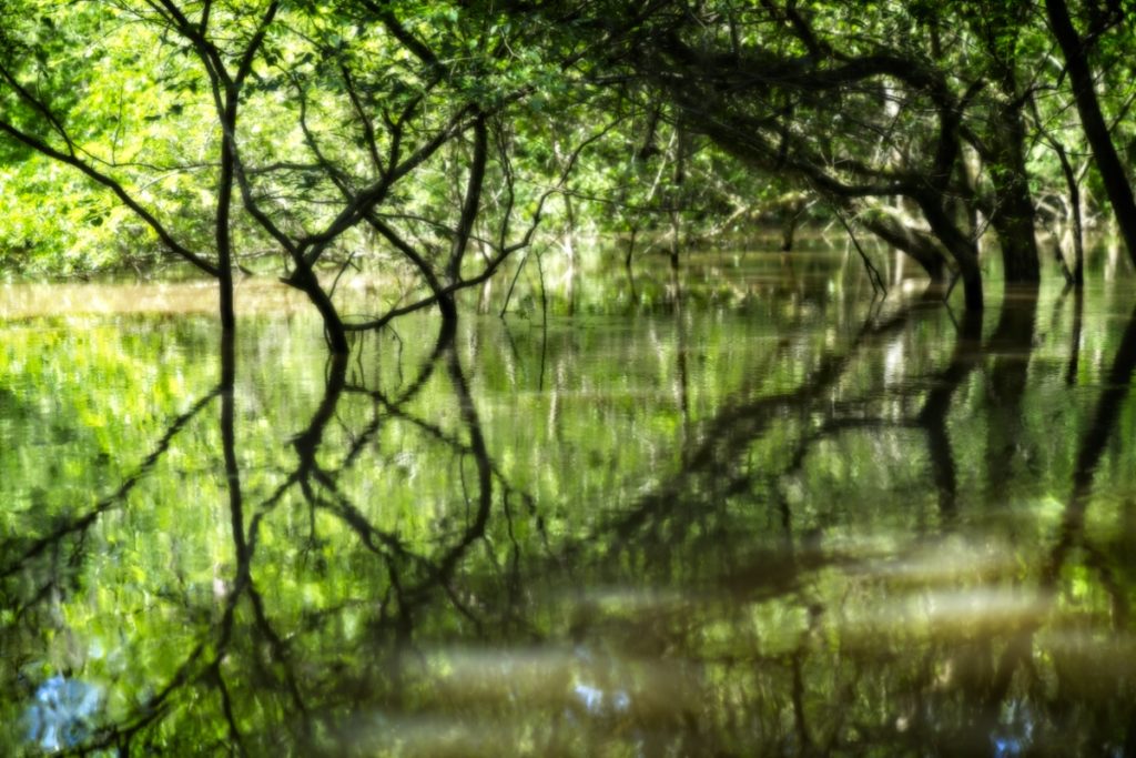 louisiana swamp trees water green