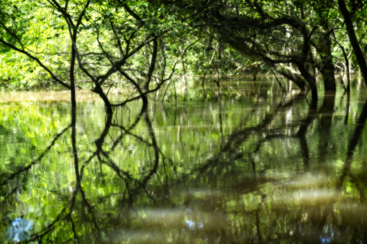 Honey Island Swamp, Louisiana