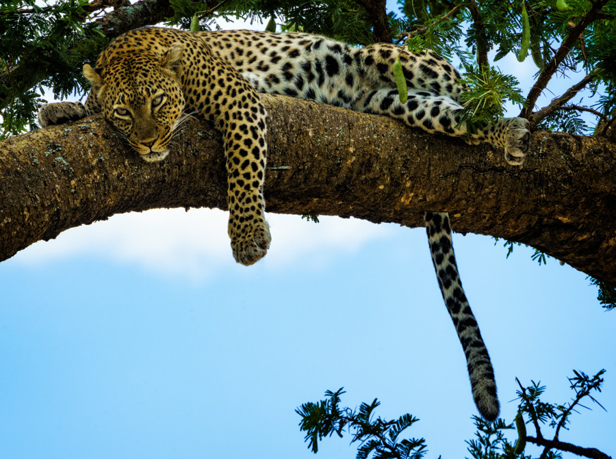leopard-awake.jpg