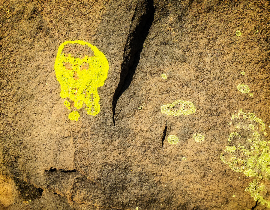 Lichen skull, Cebolla Mesa, Taos, New Mexico