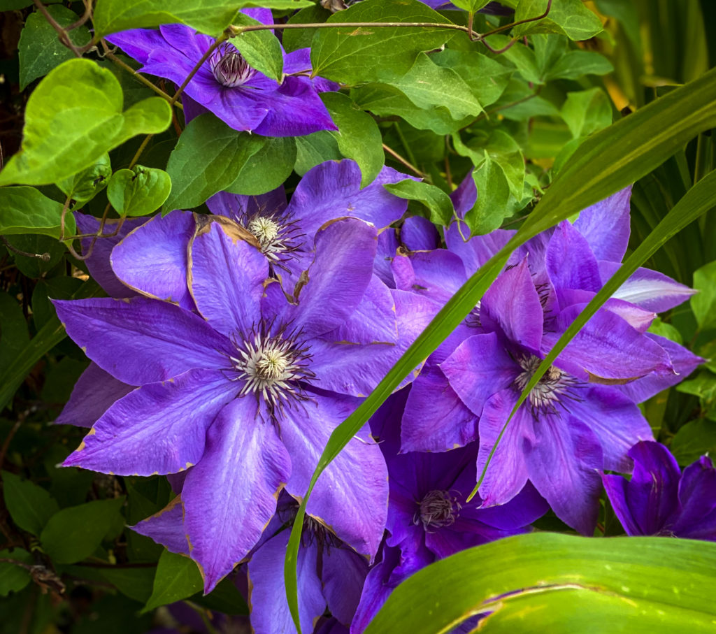 purple-flower-1024x907.jpg