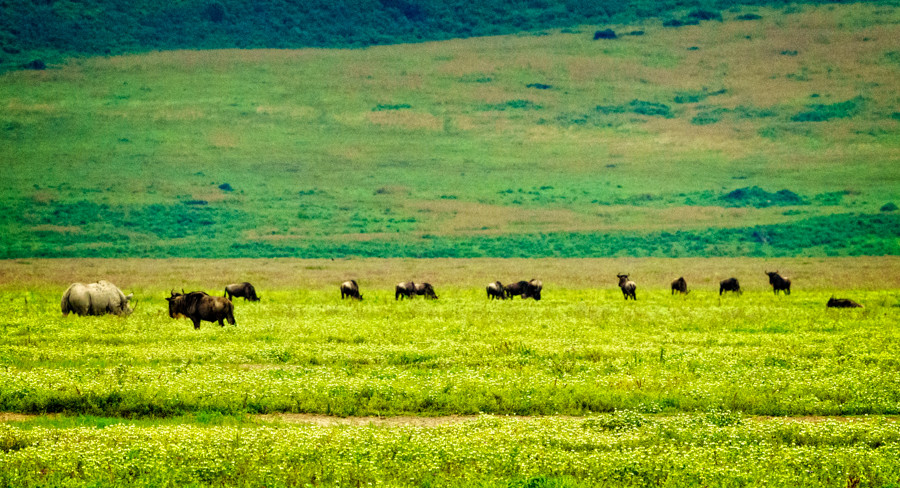 rhino wildebeests ngorongoro crater tanzania