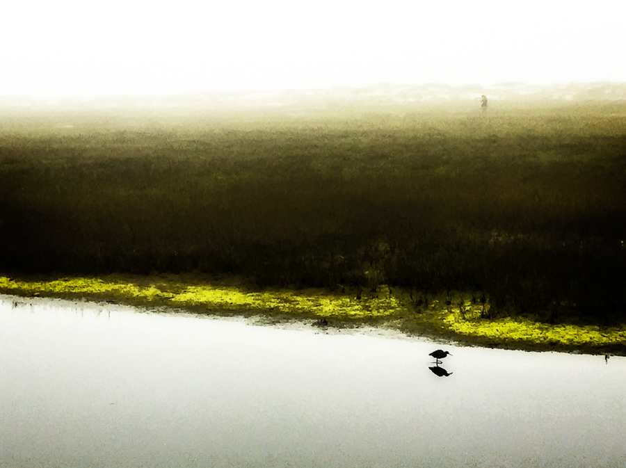 river-bird.jpg