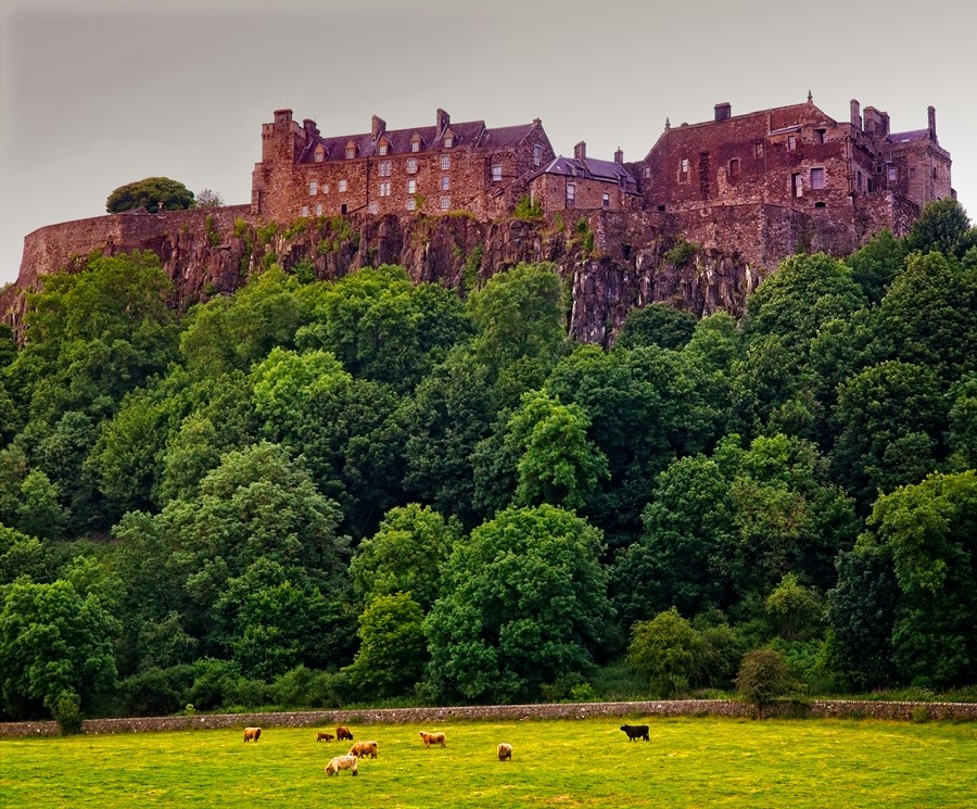 Stirling castle and cows, Scotland