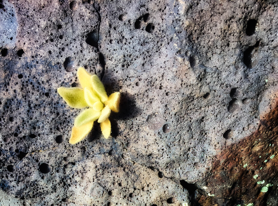 Succulent in a rock, Cebolla Mesa, Taos, New Mexico