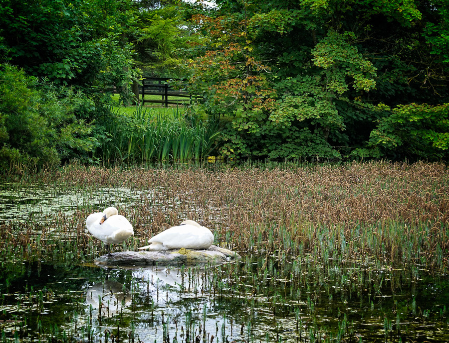 Swans, Irish National Stud Garden